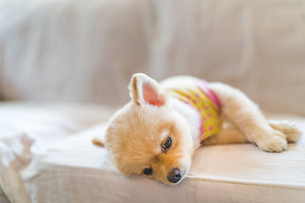 Tired and sleepy pomeranian dog sleeping on sofa Tired and sleepy pomeranian dog wearing t-shirt, sleeping on sofa, with copy space, concept of hanging over or Monday work lap dog stock pictures, royalty-free photos & images