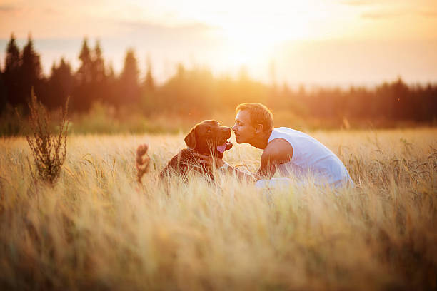 istock Owner and dog Labrador in field 609059616