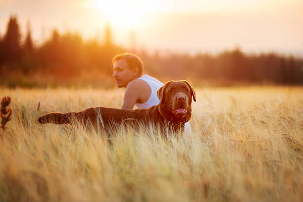Owner and dog Labrador in field at sunset
