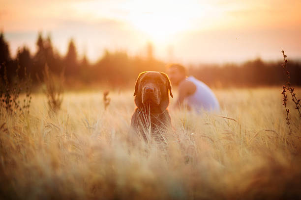 istock Owner and dog Labrador in field 609059950