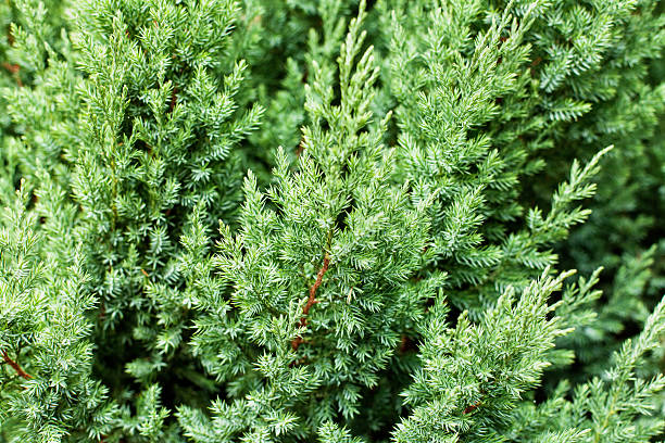 istock Pattern of beautiful green Juniperus chinensis stricta leaves. 609060254