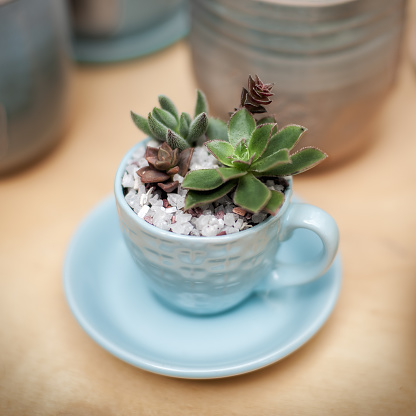 Succulent plants in the blue tea cup with saucer. Shallow DOF, square composition with vignette.