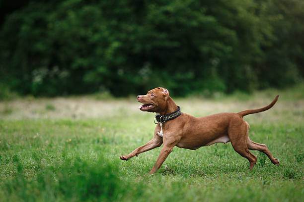 istock pit bull terrier dog in the park 609062492