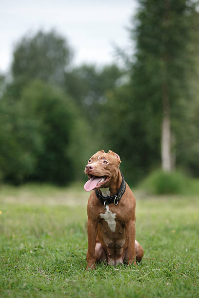 istock pit bull terrier dog in the park 609062850