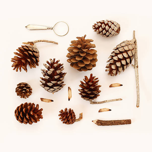 istock Top view of vintage objects and pine cones 609064756