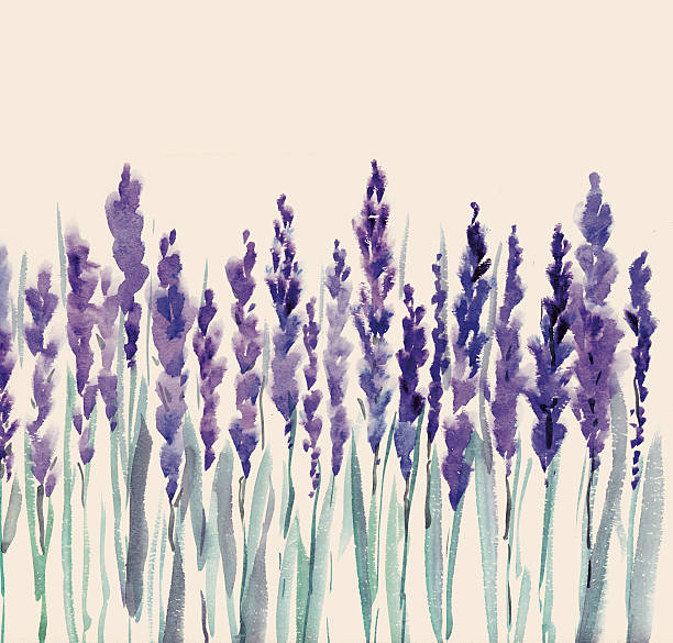 istock french lavender watercolor illustration 609073704