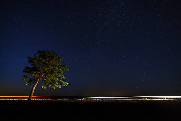 istock The tree in the light of car headlights 609073906