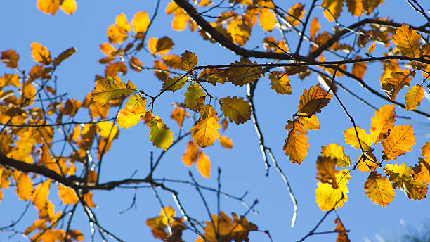 istock Autumn leaves in the sun 609074528