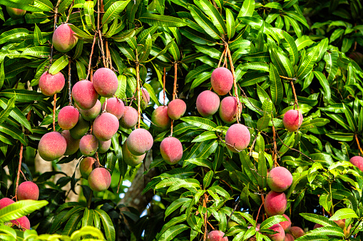 Tropical fruits - ripe mangoes growing on tree. The mango belongs to the genus Mangifera and to the flowering plant family Anacardiaceae.  The mango is a juicy stone fruit and is native to south and southeast Asia, and now available all over the world. Consisting of numerous tropical fruiting trees and with many varieties it is cultivated mostly for edible fruit. The majority of these species are found in nature as wild mangoes, nevertheless, in South America there are many big plantations for commercial purposes. The mango with the banana has become two of the most cultivated fruits in the tropics