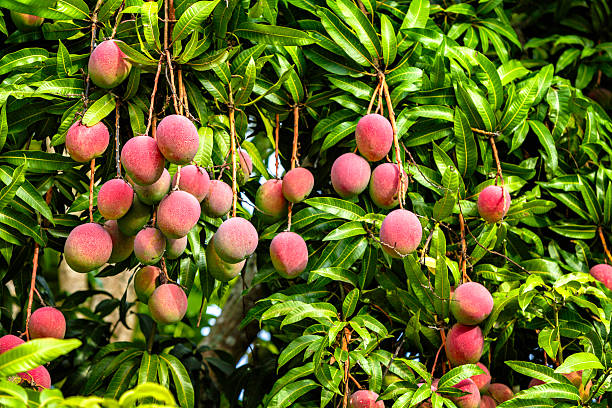 Tropical fruits - ripe mangoes growing on tree stock photo