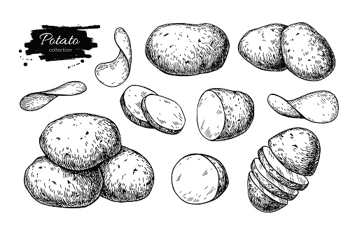 Potato drawing set. Vector Isolated potatoes heap, sliced pieces and chips. Vegetable engraved style illustration. Detailed vegetarian food sketch. Farm market product. Great for label, banner, poster