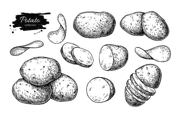 Potato drawing set. Vector Isolated potatoes heap, sliced pieces Potato drawing set. Vector Isolated potatoes heap, sliced pieces and chips. Vegetable engraved style illustration. Detailed vegetarian food sketch. Farm market product. Great for label, banner, poster raw potato stock illustrations