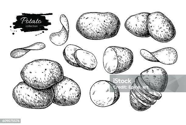 Potato Drawing Set Vector Isolated Potatoes Heap Sliced Pieces Stock Illustration - Download Image Now