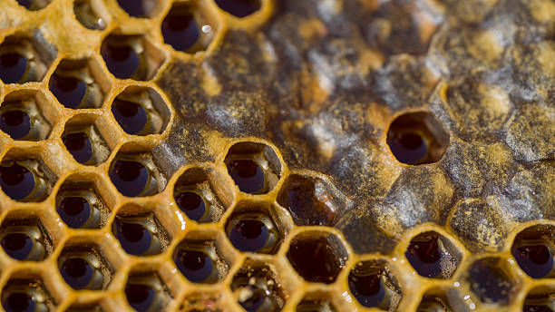 Honeycomb Honeycomb pollination photos stock pictures, royalty-free photos & images