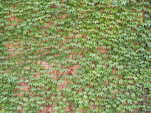 istock Ivy, Hedera helix, On A Pale Brick Wall 609078800