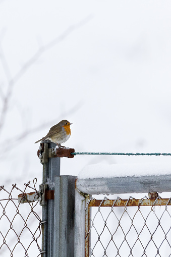 Robin perched on an iron fence and snowing