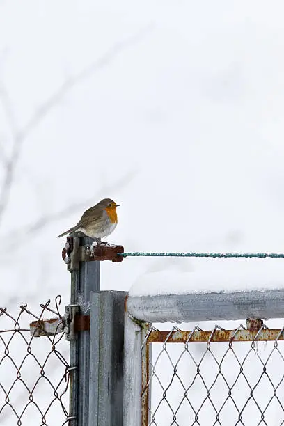 Photo of Robin, Erithacus rubecula, in winter