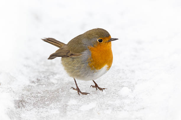 robin, erithacus rubecula in snow - rubecula imagens e fotografias de stock