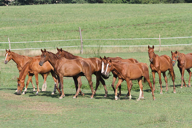 istock Herd of horses grazing in a summer pasture 609080054