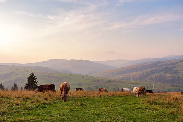 istock Cows on a mountain pasture. Autumn hills 609080740