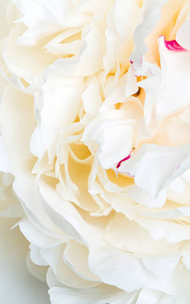 istock close up of white peony 609082442