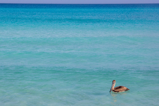 A pelican in mid-flight prepares for a water landing, its wings back and feet extended forward, against a serene ocean backdrop.