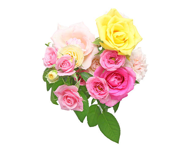 Pictured a bouquet of roses in a white background.