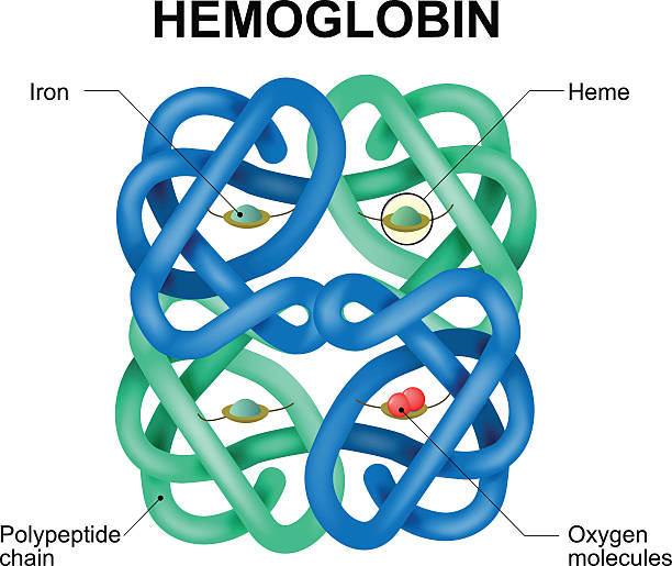molekul hemoglobin - hb foto ilustrasi stok