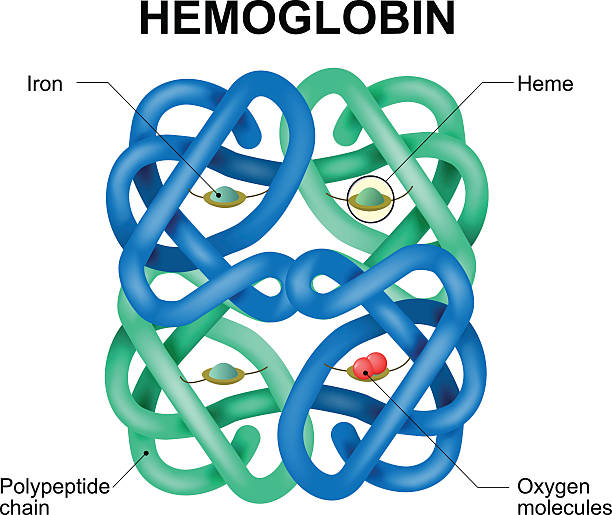 ilustrações de stock, clip art, desenhos animados e ícones de hemoglobin molecule - dioxide
