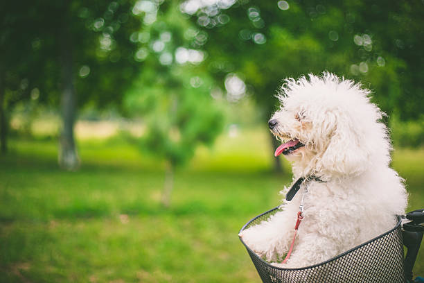 istock Dog and Bike 609084540