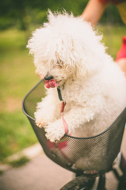istock Dog and Bike 609084580