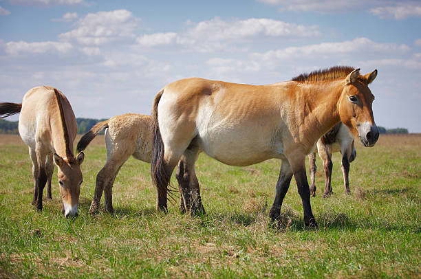 Przewalski's horses stock photo