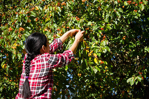 One woman harvesting fresh ripe crabapples from tree.