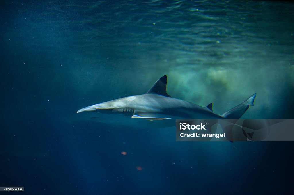 Blacktip reef shark (Carcharhinus melanopterus). Blacktip reef shark (Carcharhinus melanopterus). Marine fish. Shark Stock Photo