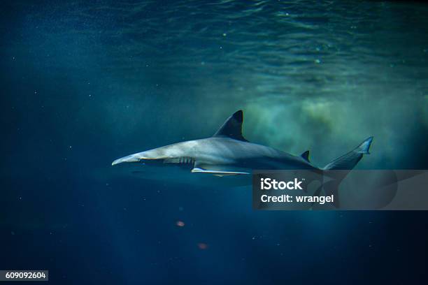 Blacktip Reef Shark Stock Photo - Download Image Now - Shark, New Caledonia, Underwater