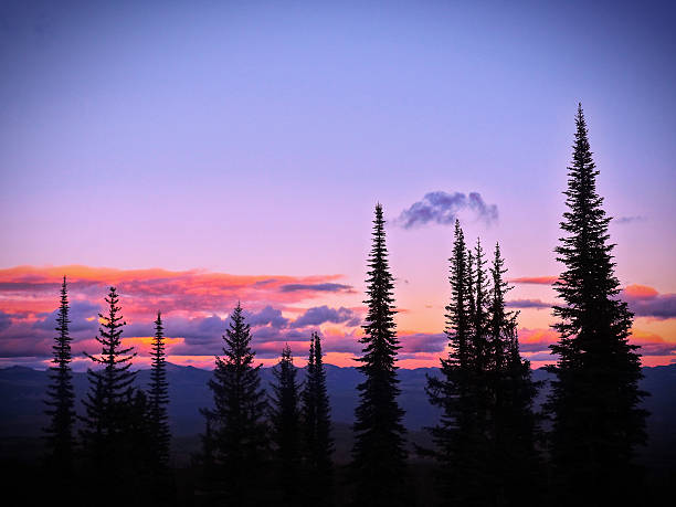 istock Pine Tree Silhouettes Against Pink Purple Sunset Sky 609092854