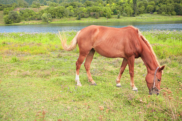 istock red horse grazing grass 609092858