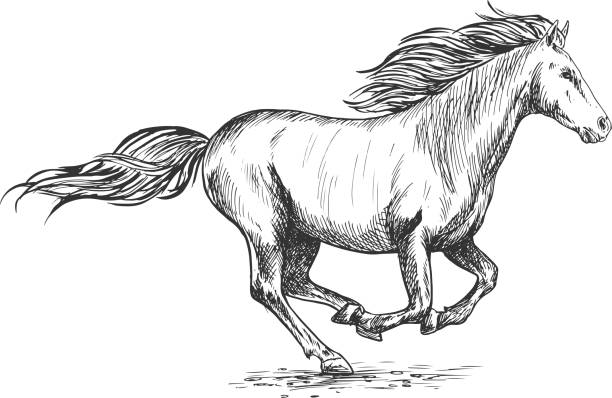 illustrazioni stock, clip art, cartoni animati e icone di tendenza di running gallop bianco cavallo schizzo ritratto - horse running vector animals in the wild