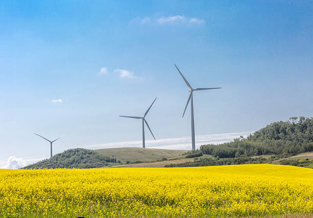 istock Wind turbine in field of canola 609095266