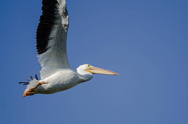 istock American White Pelican Flying in a Blue Sky 609096914