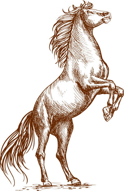 Brown horse rearing on hind hoof sketch portrait Brown horse rearing on hind hoofs sketch vector portrait. Unbridled mustang stallion stands on its rears rearing up drawing stock illustrations