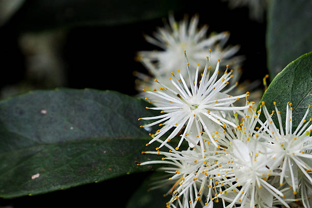 istock The little wild white flowers 609413308