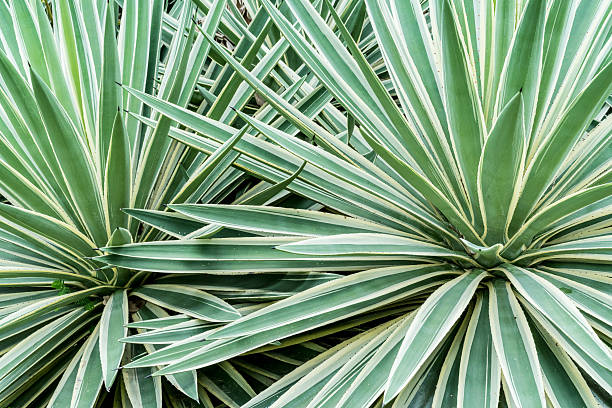istock Green agave leaves 609415750