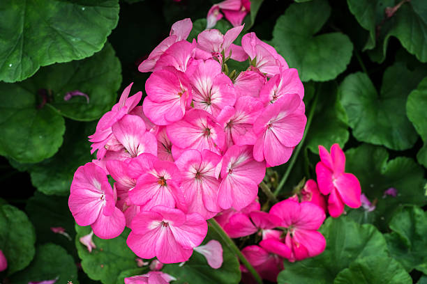 istock Pink flower on green leaves 609421182