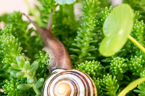 istock Snail and Fleshy plant 609423518