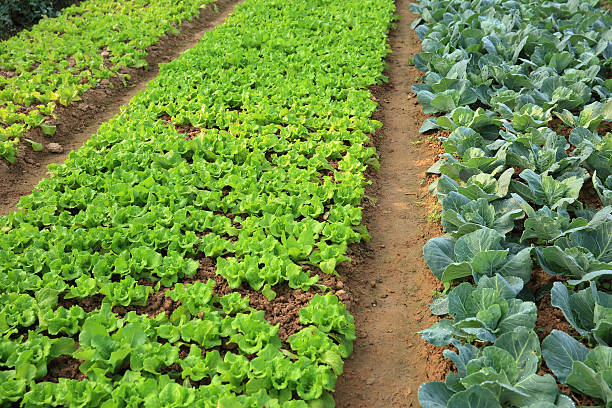 istock green cabbage and lettuce in growth at vegetable garden 609424932