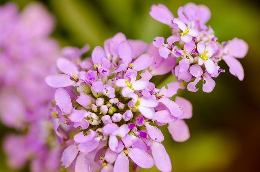 Close-up of Candytuft Flower (Brassicaceae)