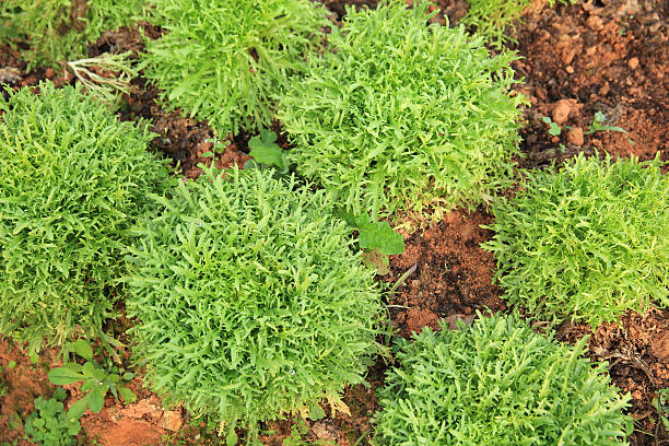 istock Ruccola plants in growth at garden 609431248
