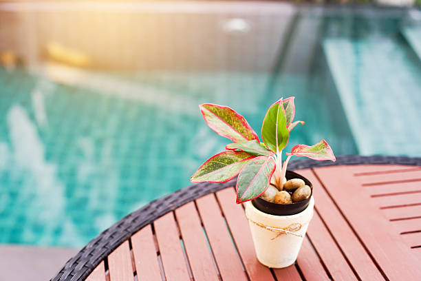 small plant,Aglaonema, in white pot on desk near swimming pool