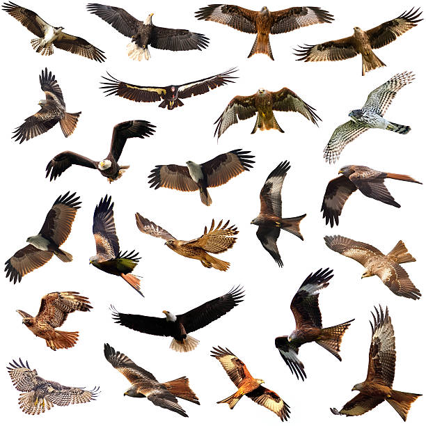 istock Group of medium sized diurnal birds of prey 609434068